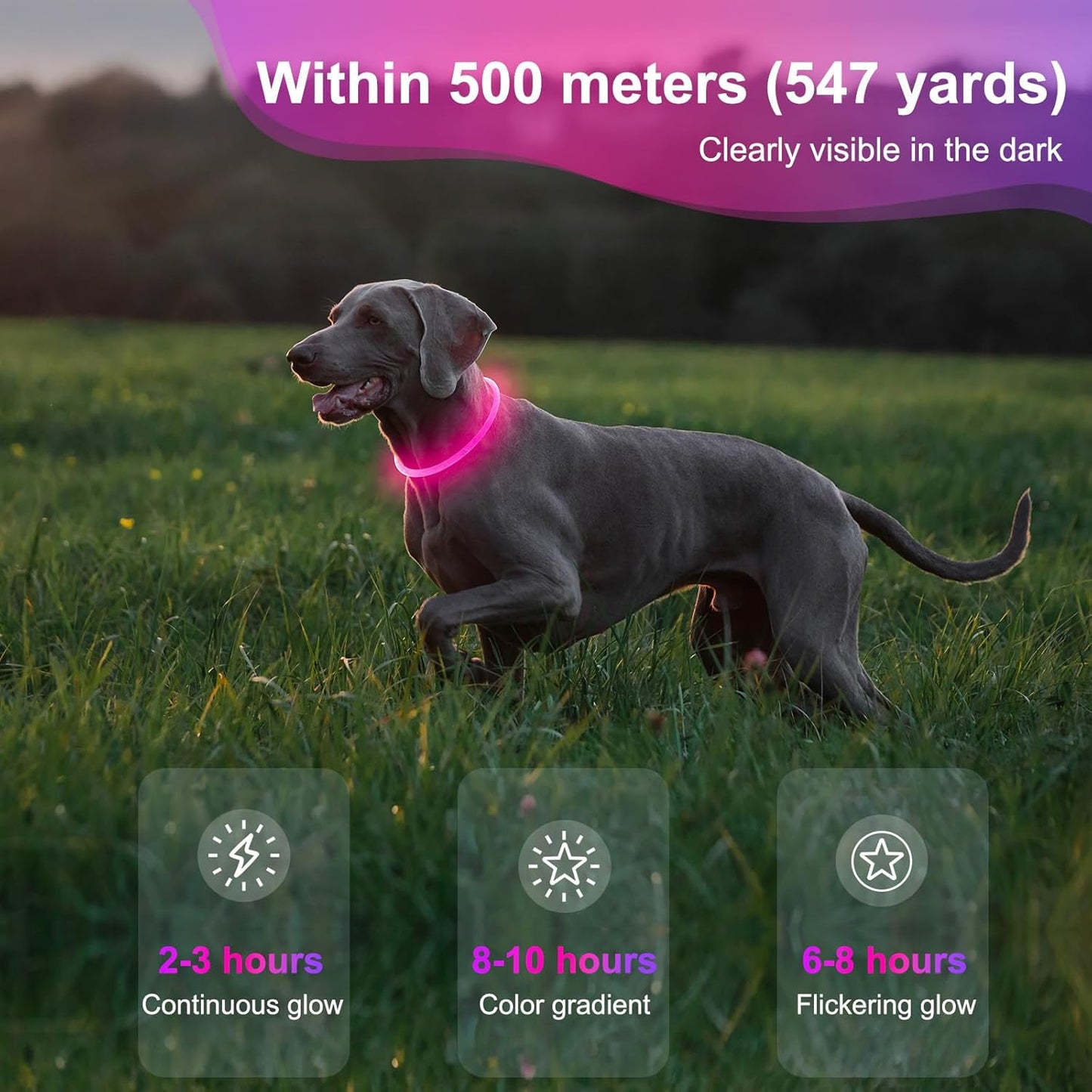 Light Up Dog Collar (Pink)