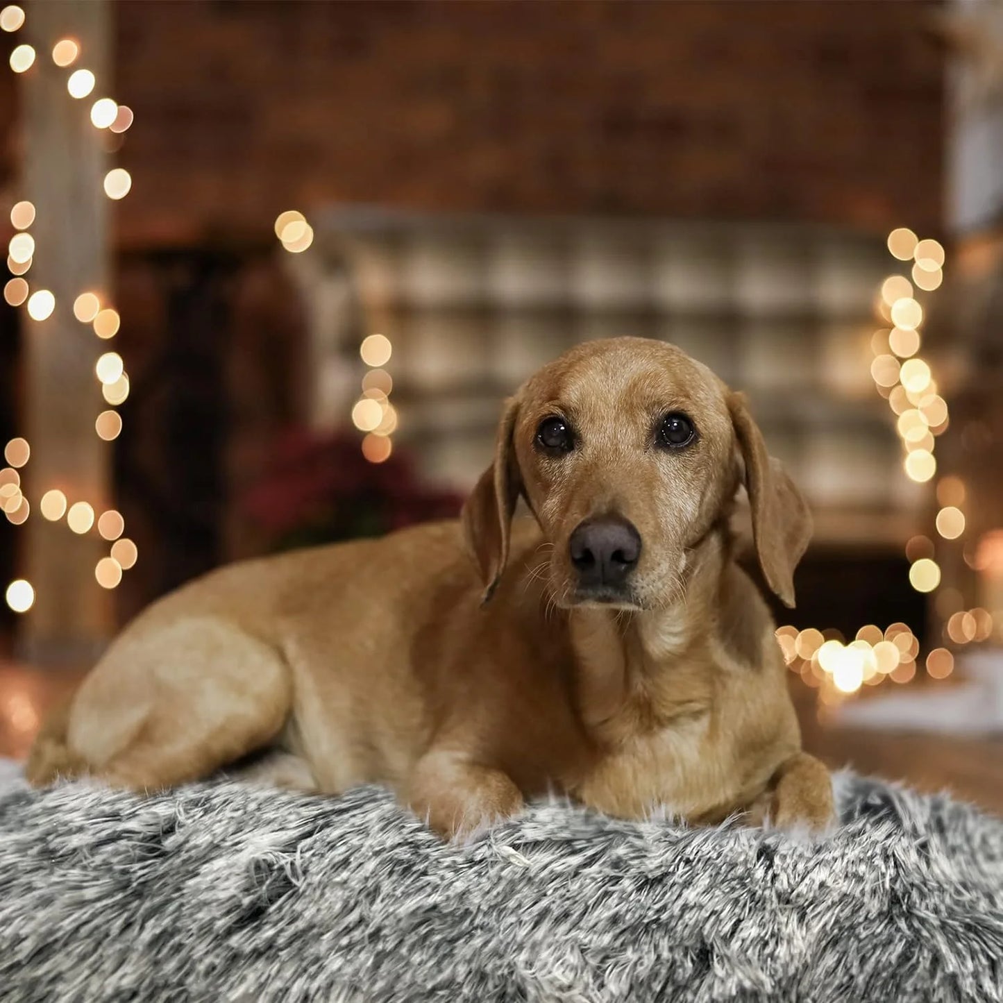 Pet Beds for Large Dogs - Beige - 41''×27''