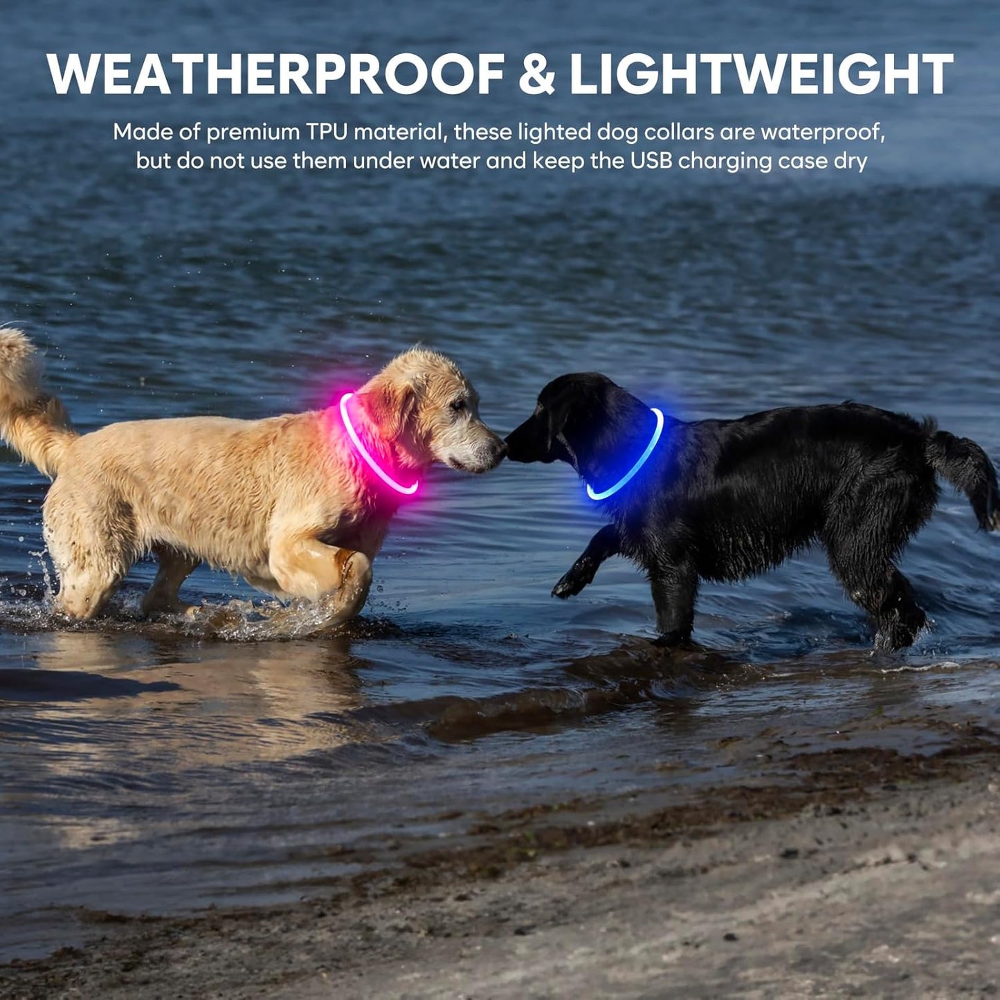 Light Up Dog Collar (Pink)