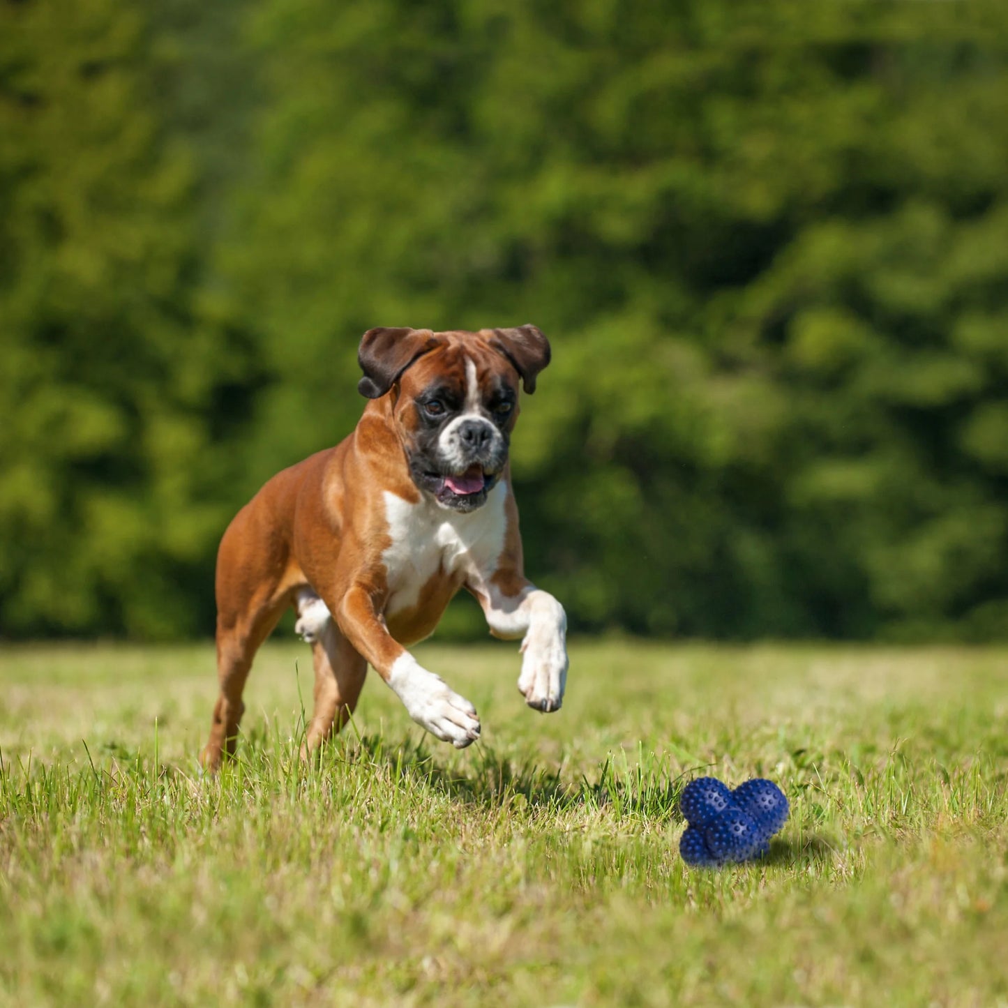 Power Play Crazy-Ball Dog Toy, Large