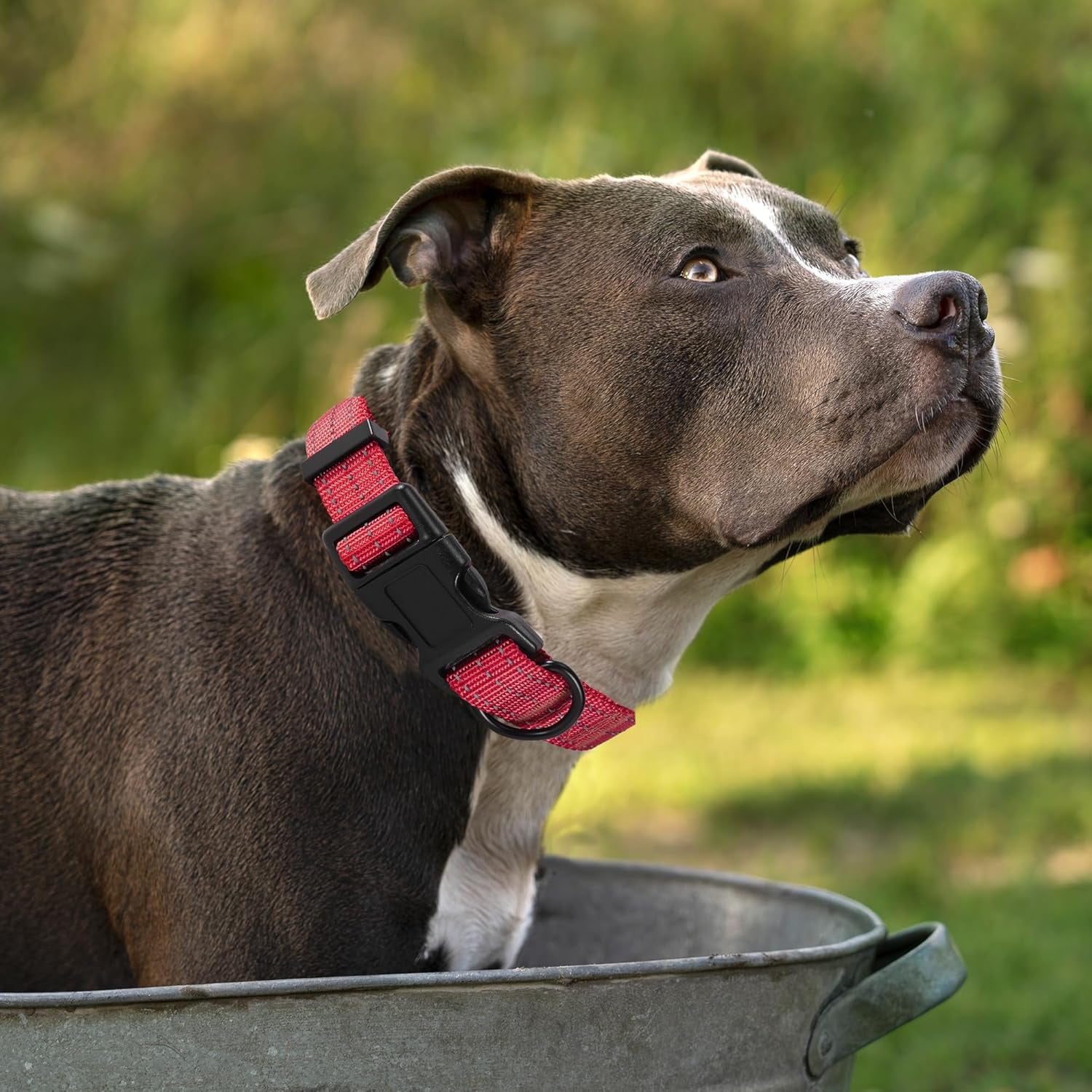 Lightweight Solid Red Collar for Medium Dogs