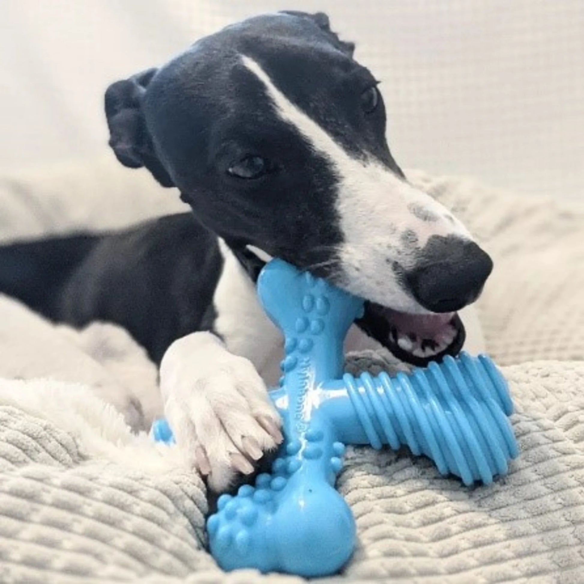 Power Chew Comfort Hold X Bone Dog Toy