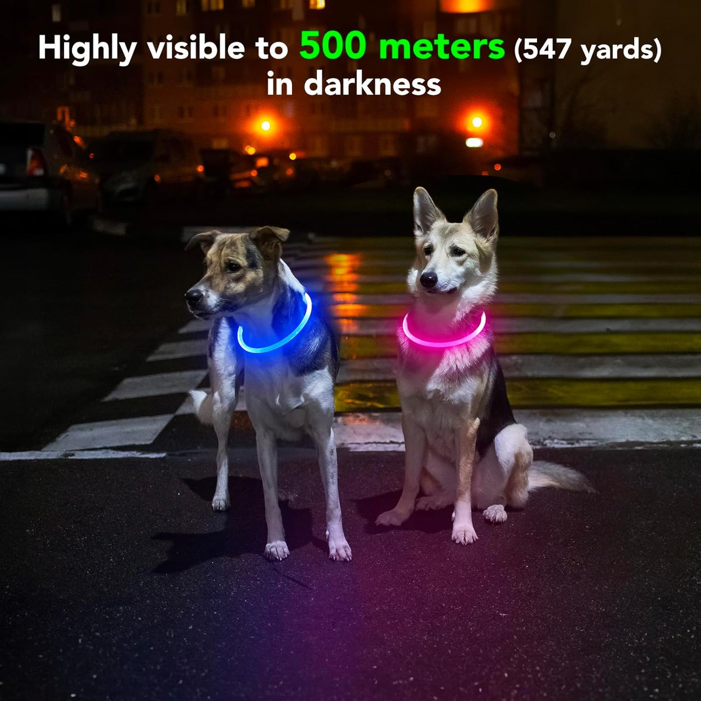 Light Up Dog Collar (Pink)